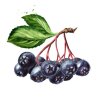 500g Bio Aroniabeeren von Copaya