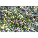 350g Bio Demeter Arbequina Olive von Cal Valls