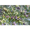 350g Bio schwarze Oliven von Cal Valls